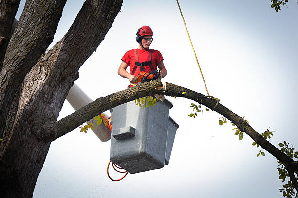 Best Tree Cabling and Bracing  in Big Timber, MT